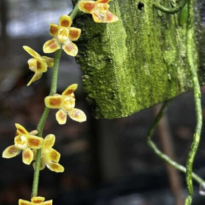 Chiloschista ramifera