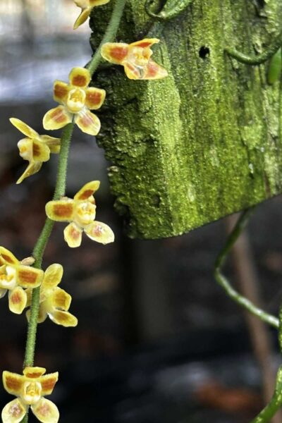 chiloschista ramifera