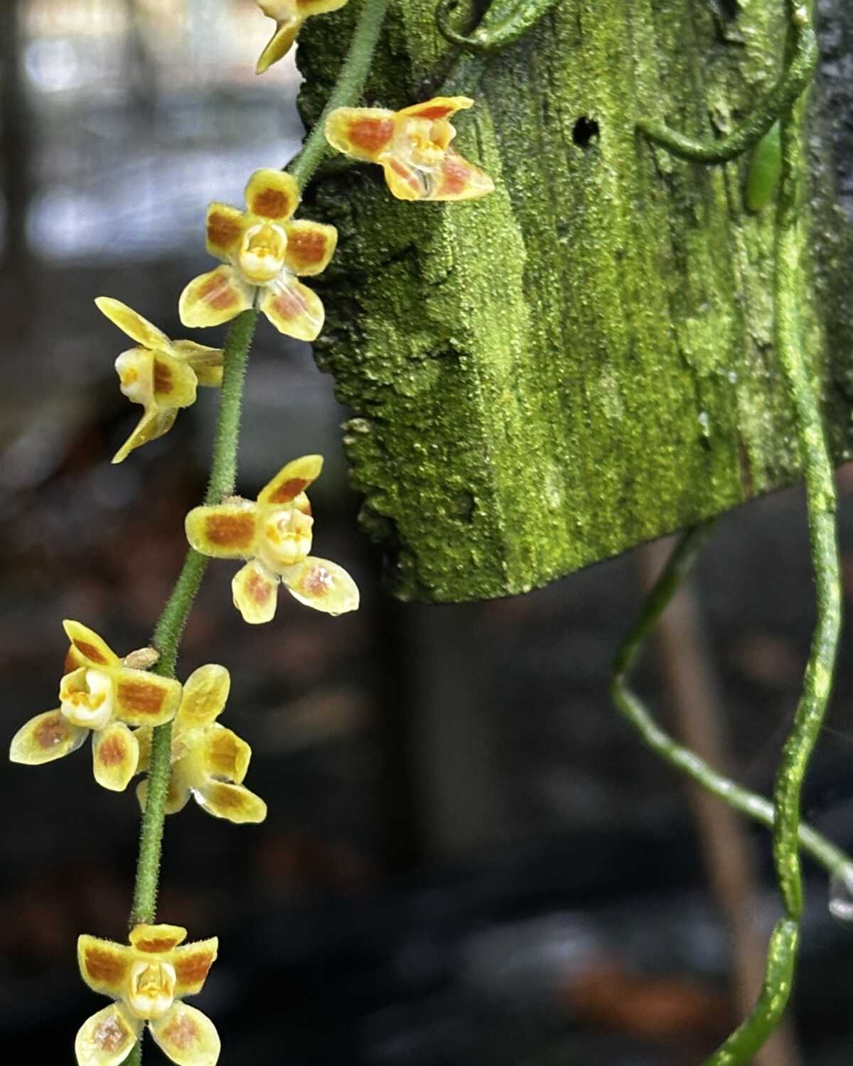 Chiloschista ramifera – Buy Online | Sib Orchid chiloschista ramifera