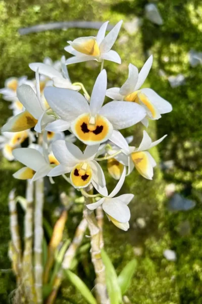 dendrobium bensoniae