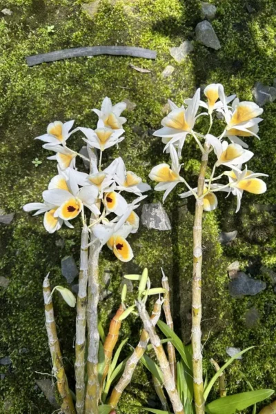dendrobium bensoniae