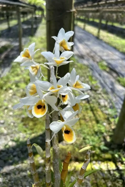 dendrobium bensoniae