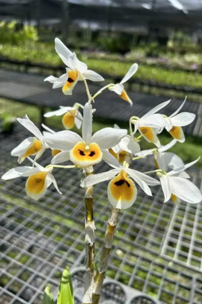 dendrobium bensoniae