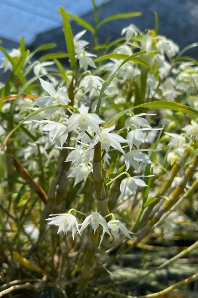 Dendrobium hercoglossum alba