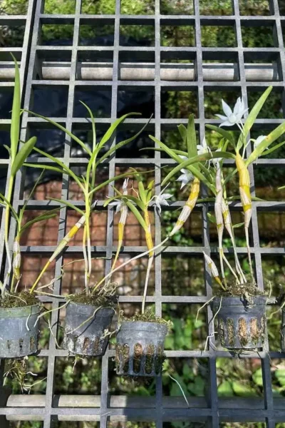 Dendrobium hercoglossum alba