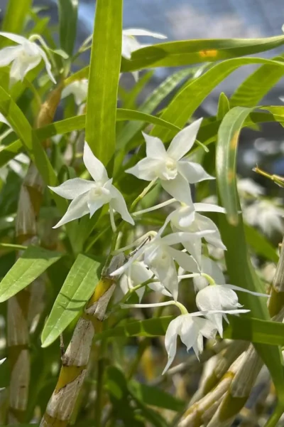 Dendrobium hercoglossum alba