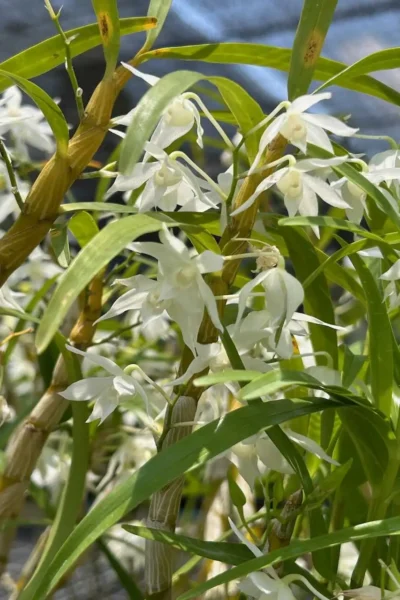 Dendrobium hercoglossum alba