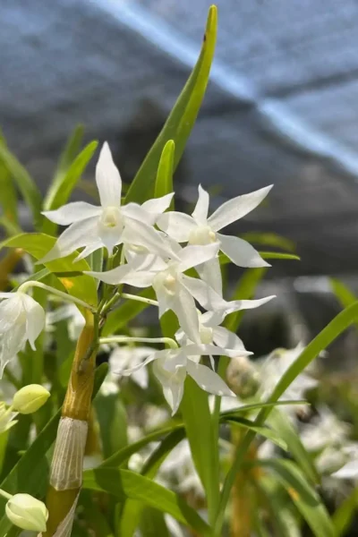 Dendrobium hercoglossum alba