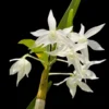 Dendrobium hercoglossum alba