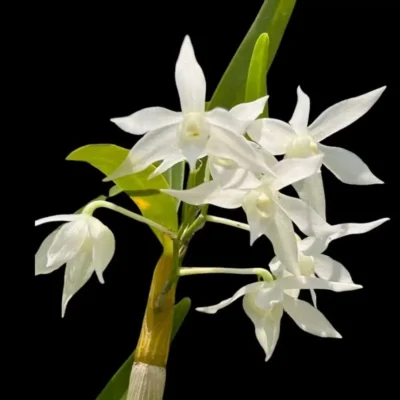 Dendrobium hercoglossum Alba