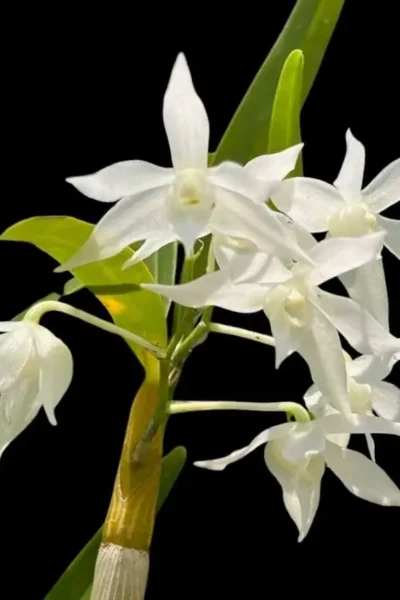 Dendrobium hercoglossum alba