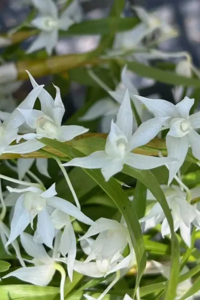 Dendrobium hercoglossum alba