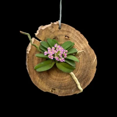 Schoenorchis seidenfadenii