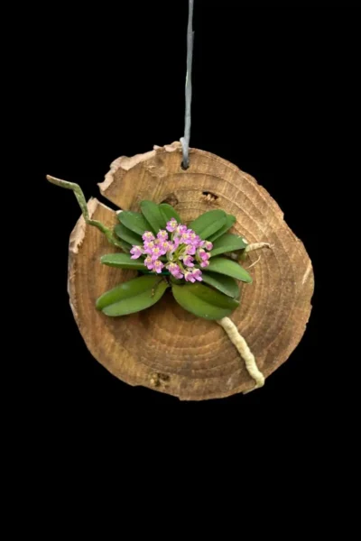 Schoenorchis seidenfadenii