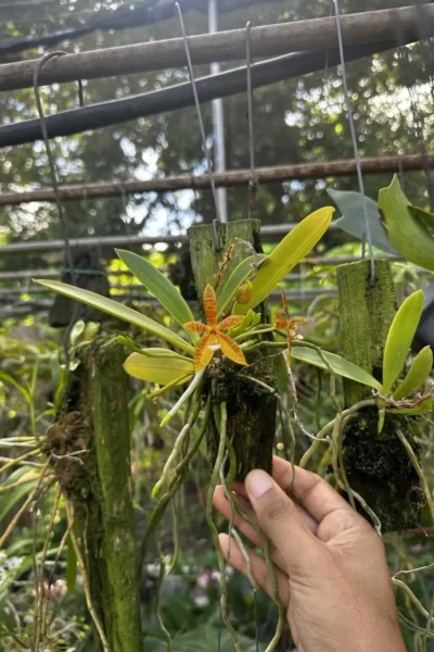 Phalaenopsis cornu-cervi