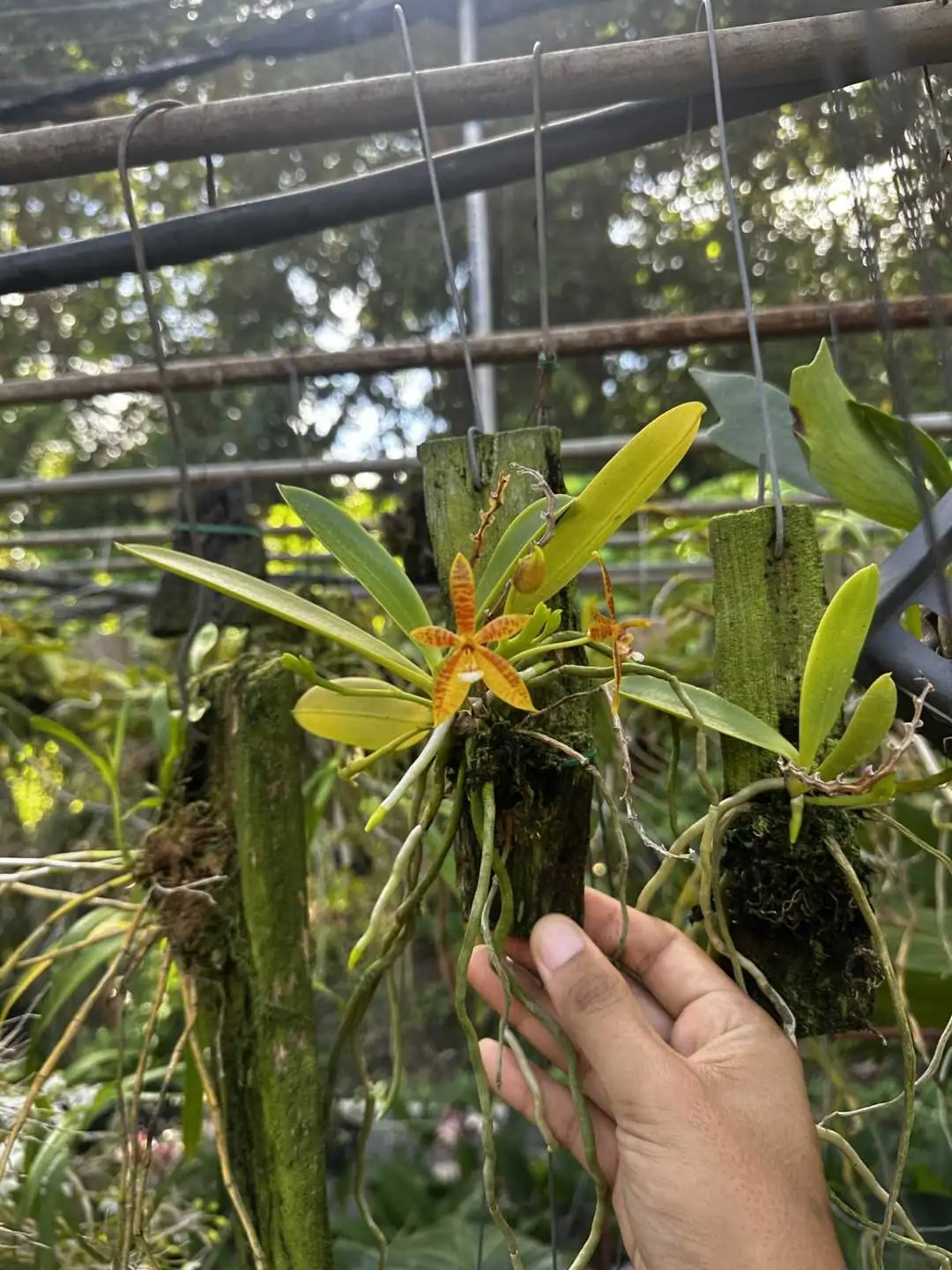 Phalaenopsis cornu-cervi – Buy Online | Sib Orchid Phalaenopsis cornu-cervi