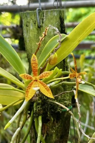 Phalaenopsis cornu-cervi