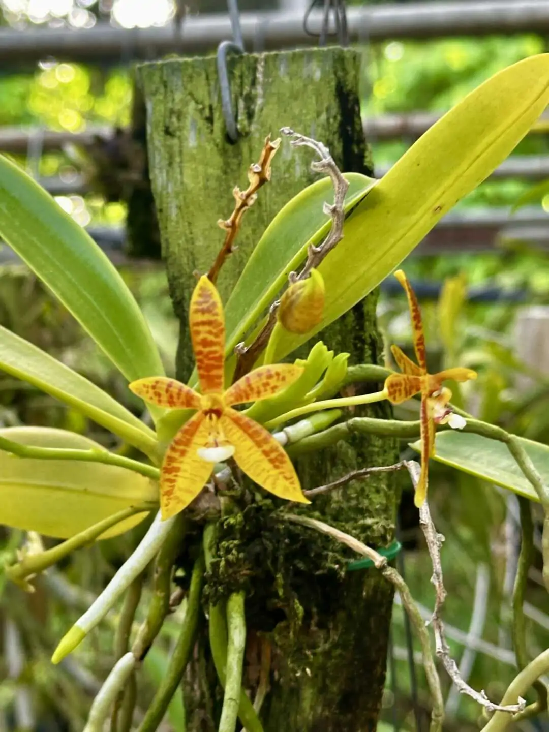 Phalaenopsis cornu-cervi – Buy Online | Sib Orchid Phalaenopsis cornu-cervi