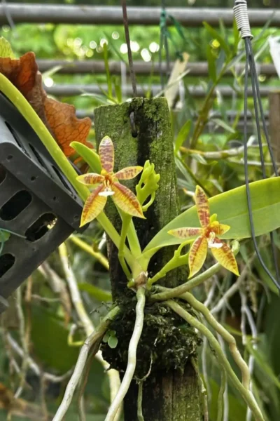 Phalaenopsis cornu-cervi