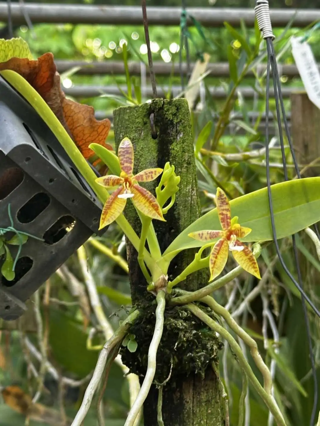 Phalaenopsis cornu-cervi – Buy Online | Sib Orchid Phalaenopsis cornu-cervi