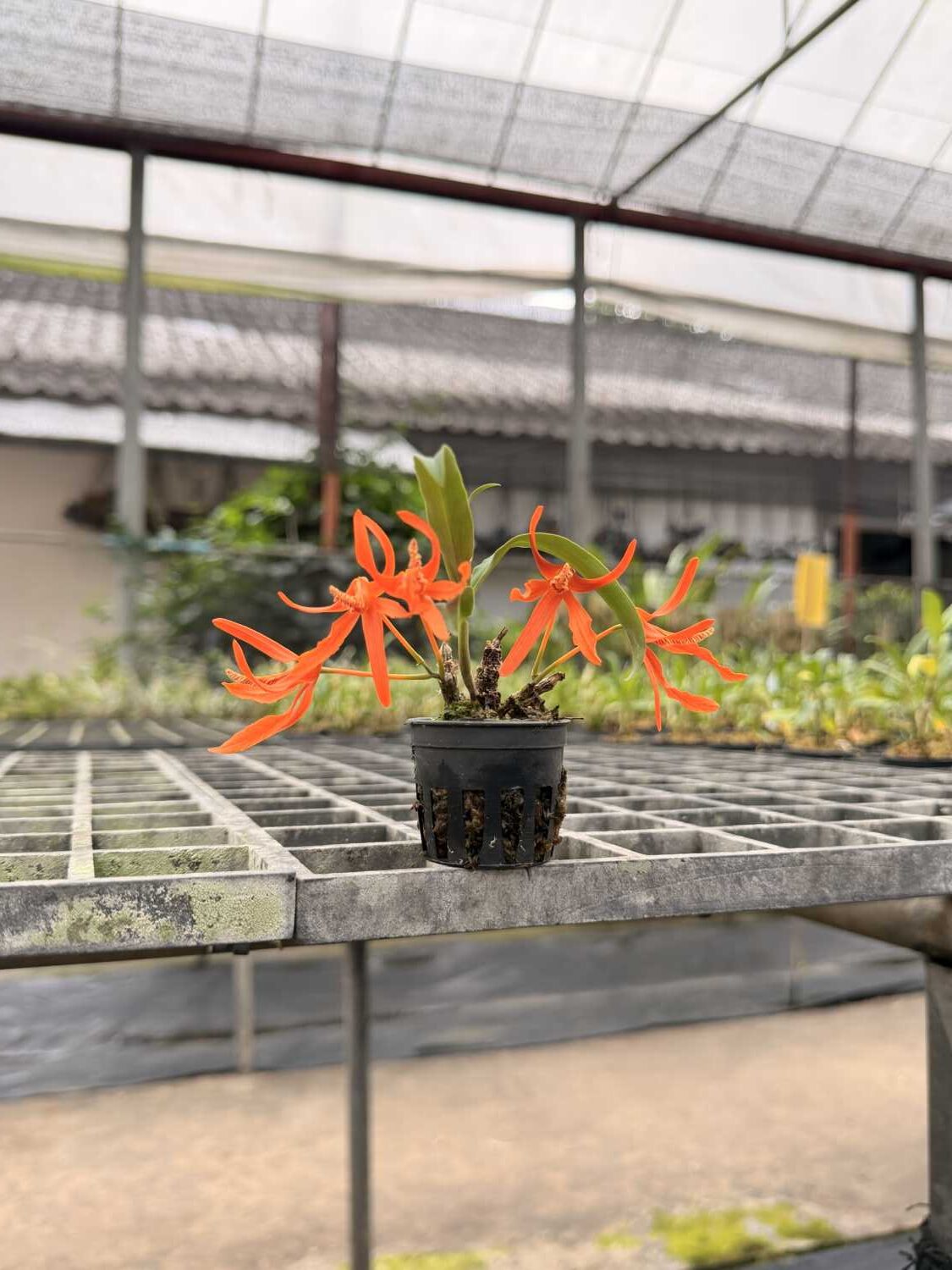 Dendrobium Lamyaiae Rare Miniature Orchid August 17, 2026