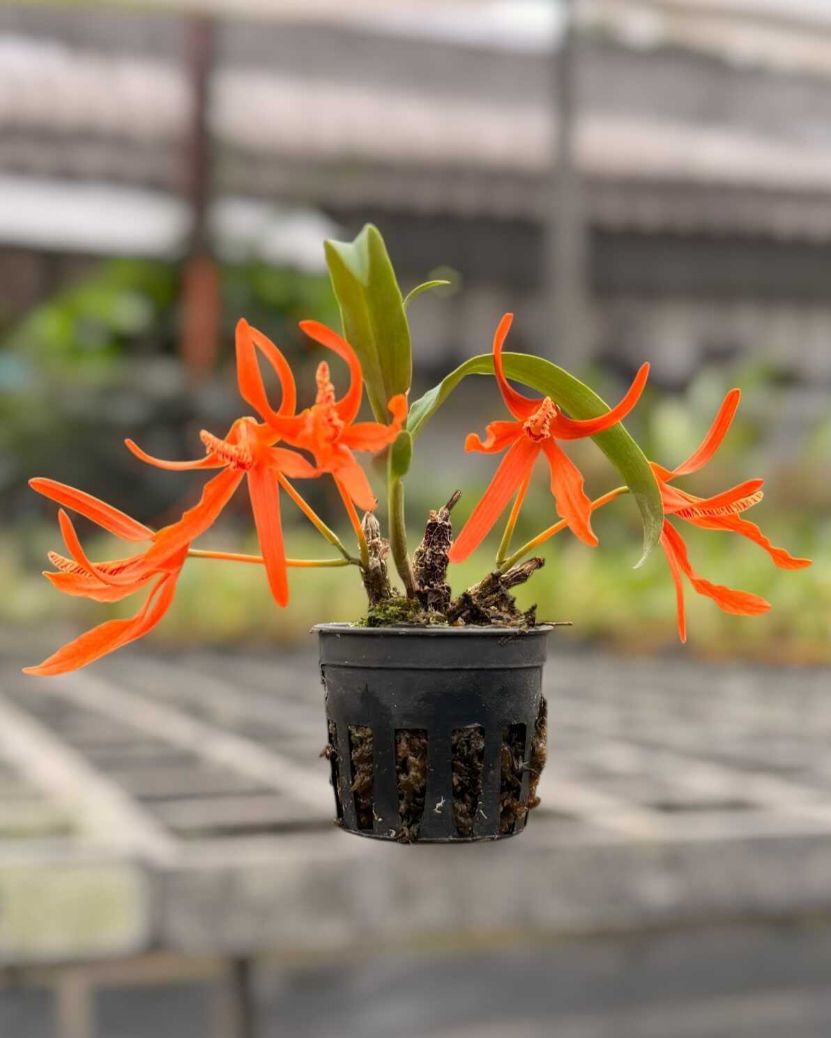 Dendrobium Lamyaiae Rare Miniature Orchid July 3, 2026