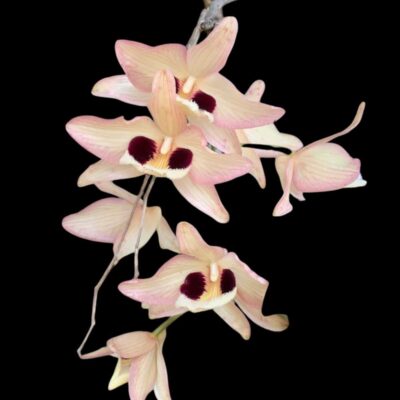 Dendrobium pulchellum