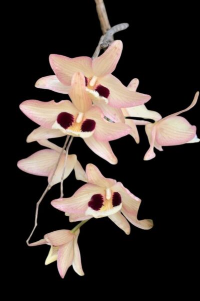 Dendrobium pulchellum