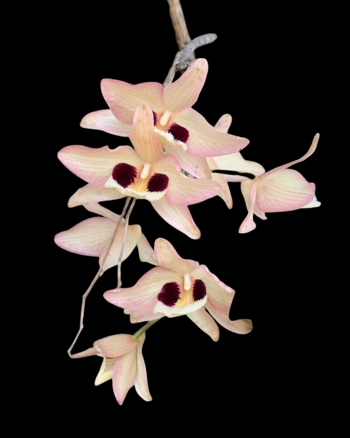 Dendrobium pulchellum - Dendrobium pulchellum