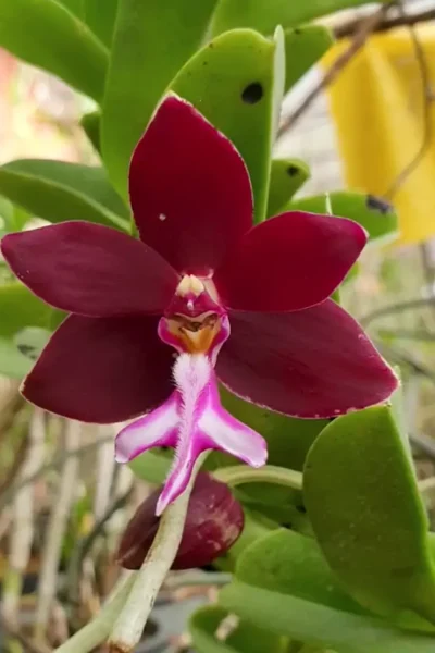 Trichoglottis
