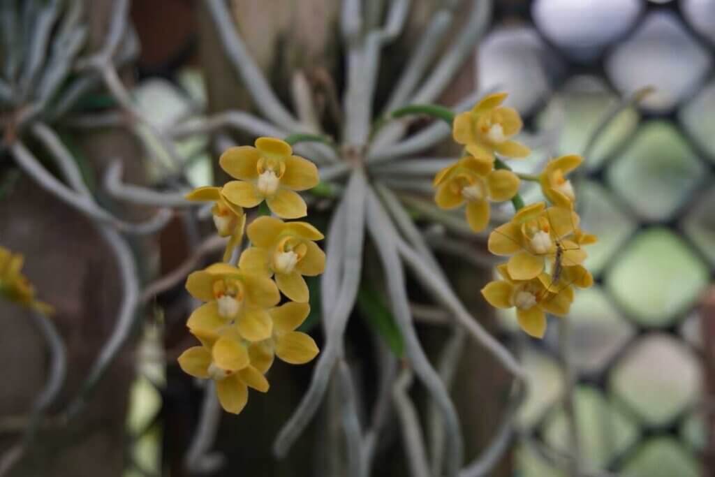 Chiloschista Species Wonders of the Orchid the word orchid plant for sale