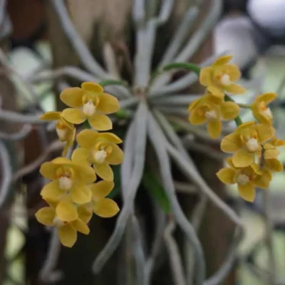 Chiloschista Species Wonders of the Orchid the word