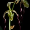 Paphiopedilum parishii
