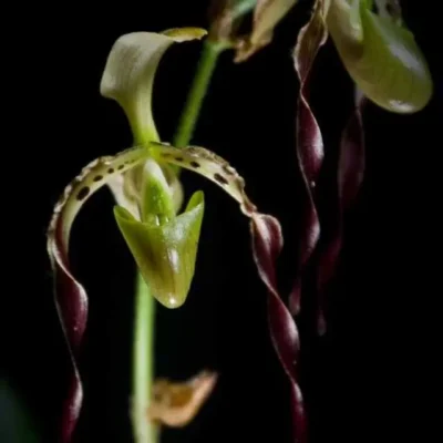 Paphiopedilum parishii  (Email Order Only)