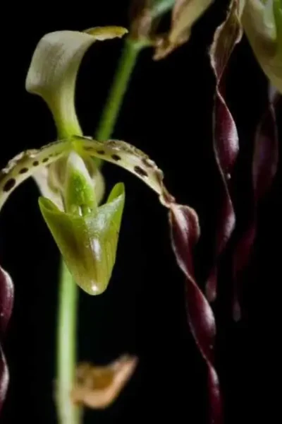 Paphiopedilum parishii