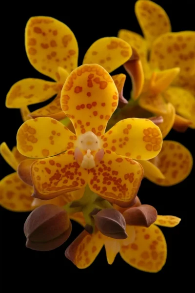 Vandopsis gigantea for sale