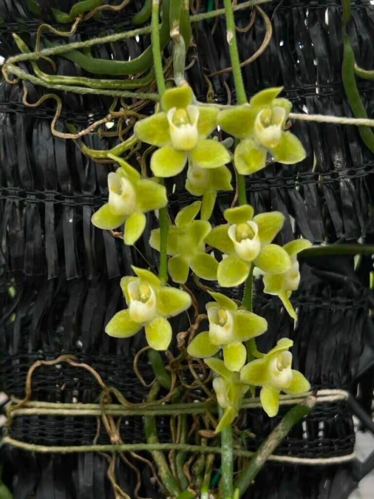 Chiloschista Species Wonders of the Orchid the word orchid plant for sale