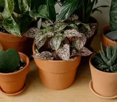 Collection of vibrant indoor houseplants in terracotta pots on wooden surface.