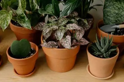 Collection of vibrant indoor houseplants in terracotta pots on wooden surface.