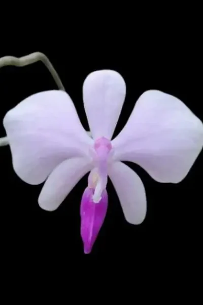 Phal lowii