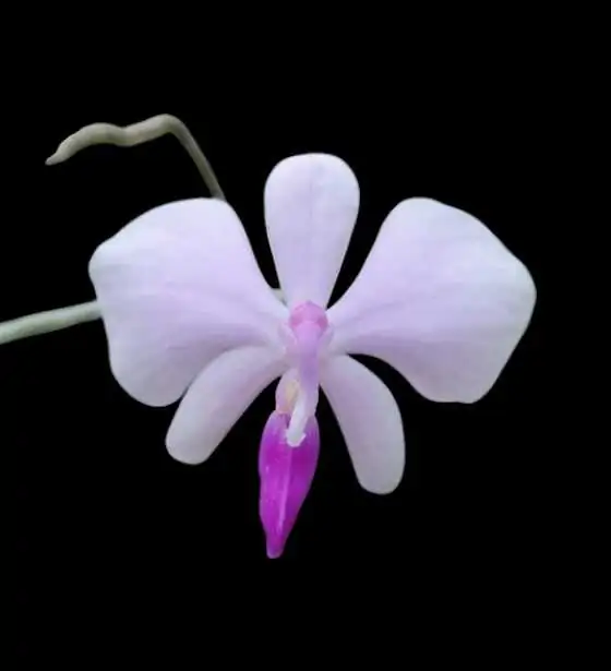 Phalaenopsis lowii – Buy Online | Sib Orchid Phal lowii