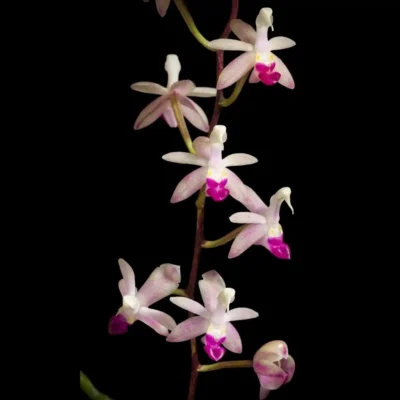 Stereochilus pachyphyllus