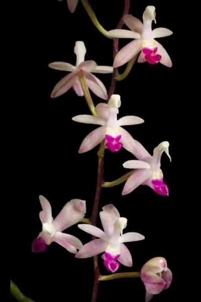 Stereochilus pachyphyllus