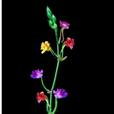 Calanthe cardioglossa