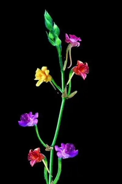 Calanthe cardioglossa