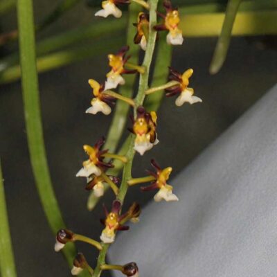 Cleisostoma fuerstenbergianum