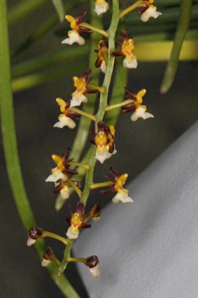 cleisostoma fuerstenbergianum