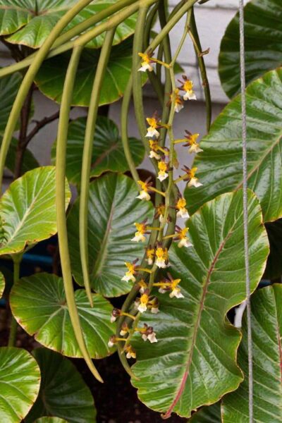 cleisostoma fuerstenbergianum