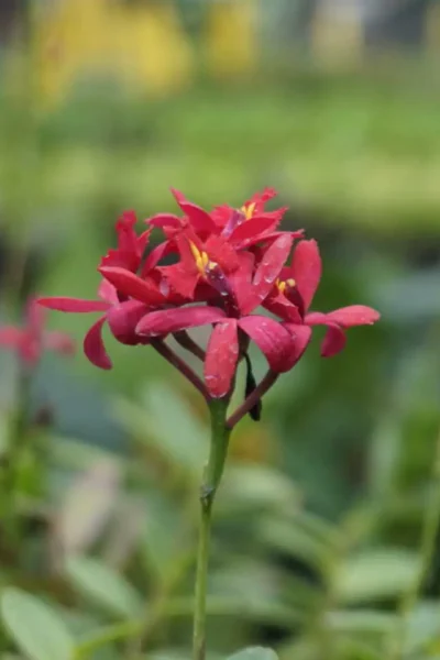 Epidendrum Hybrids Red