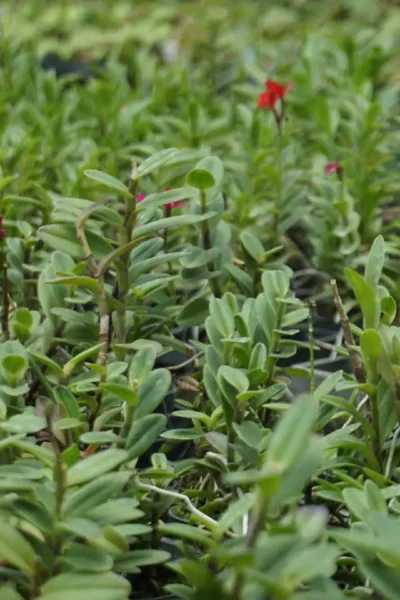 Epidendrum Hybrids Red
